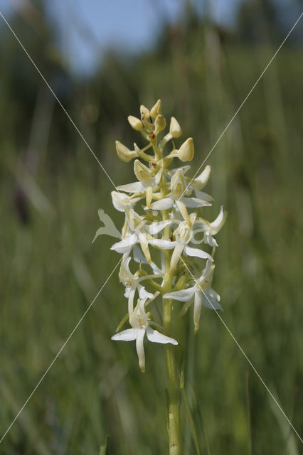 Welriekende nachtorchis (Platanthera bifolia)