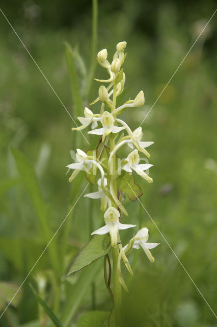 Welriekende nachtorchis (Platanthera bifolia)