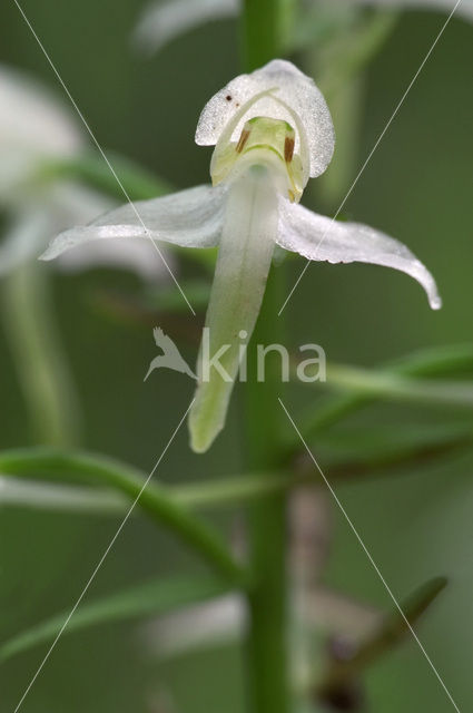 Lesser Butterfly-orchid (Platanthera bifolia)