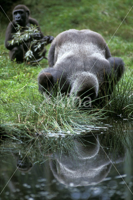 Westelijke laaglandgorilla (Gorilla gorilla gorilla)