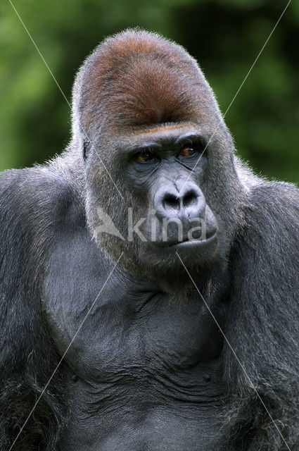 Westelijke laaglandgorilla (Gorilla gorilla gorilla)