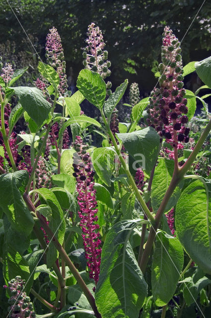 Virginian Pokeweed (Phytolacca americana)