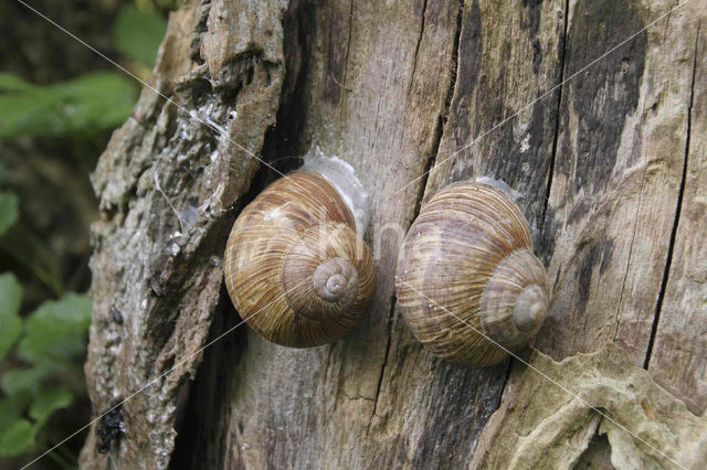 Wijngaardslak (Helix pomatia)