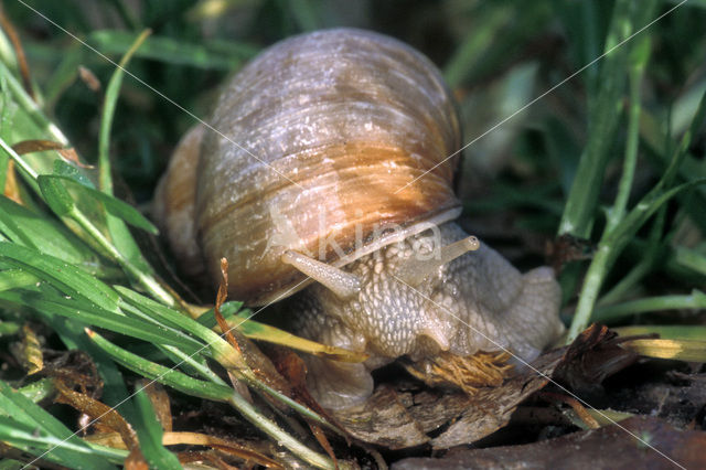 Wijngaardslak (Helix pomatia)