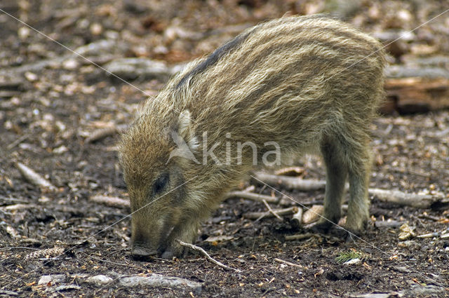Wild Boar (Sus scrofa)