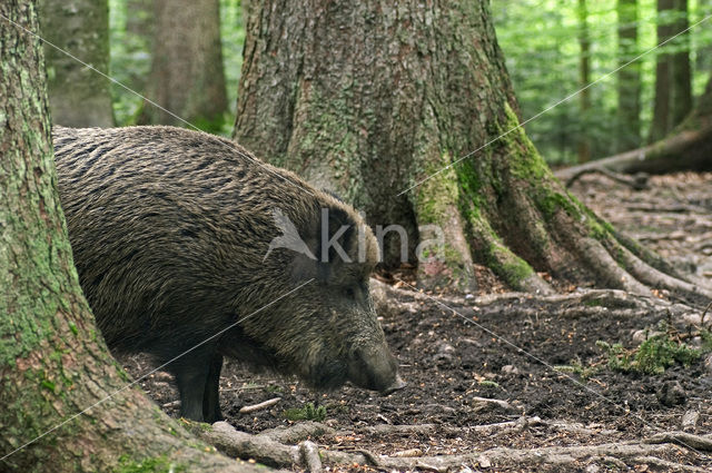Wild Boar (Sus scrofa)