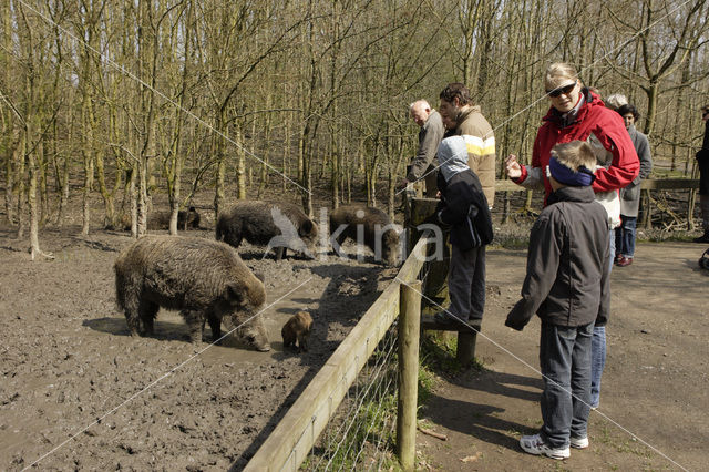 Wild zwijn