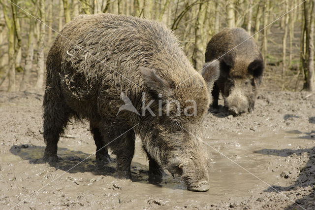 Wild Boar (Sus scrofa)