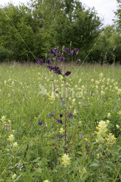 Wilde akelei (Aquilegia vulgaris)