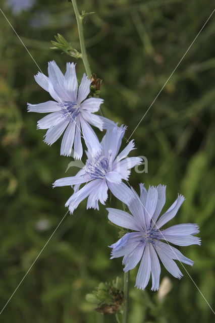 Wilde cichorei (Cichorium intybus)