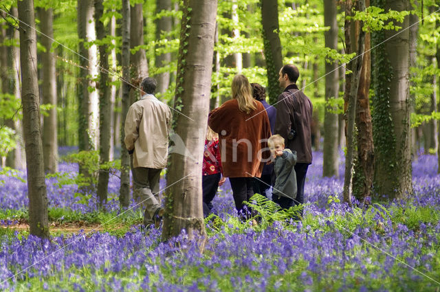 Bluebell (Scilla non-scripta)