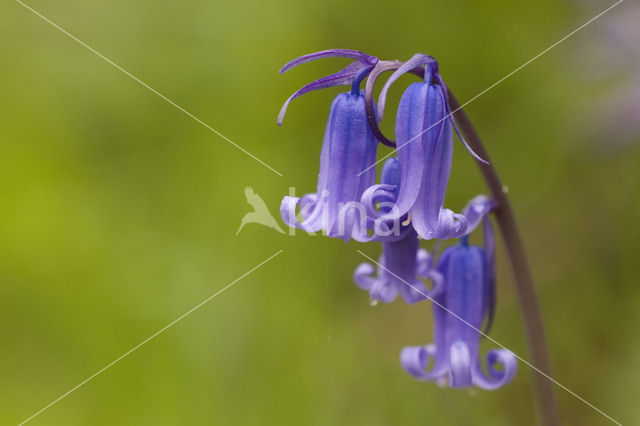 Bluebell (Scilla non-scripta)