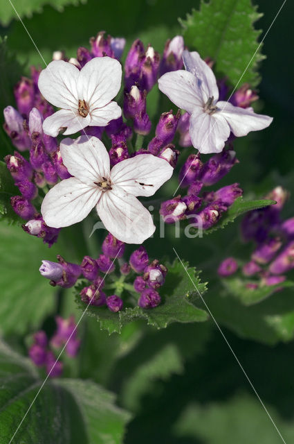 Wilde judaspenning (Lunaria rediviva)