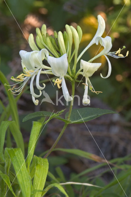 Honeysuckle (Lonicera periclymenum)
