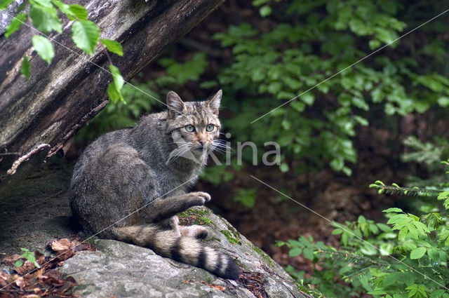 Wilde kat (Felis silvestris)