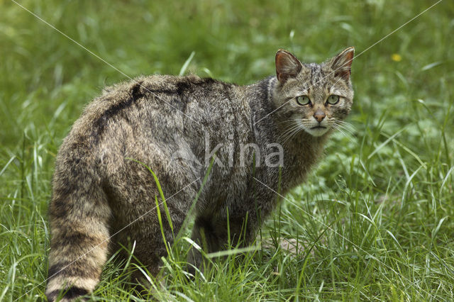 Wilde kat (Felis silvestris)