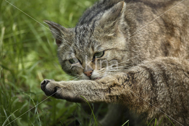 Wilde kat (Felis silvestris)