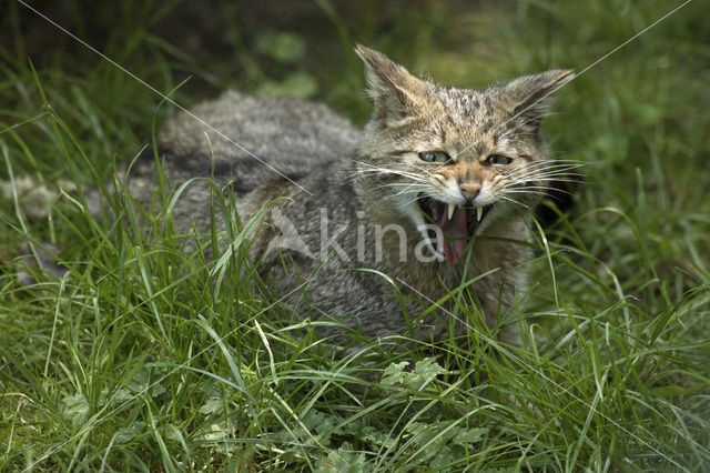 Wilde kat (Felis silvestris)