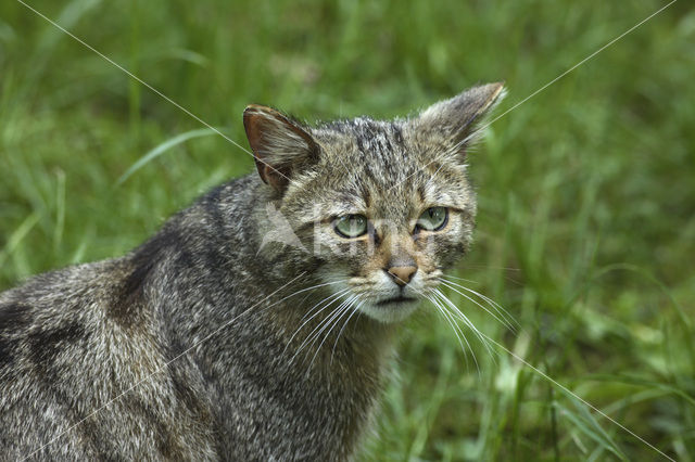 Wilde kat (Felis silvestris)