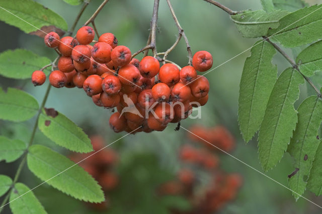 Wilde lijsterbes (Sorbus aucuparia)