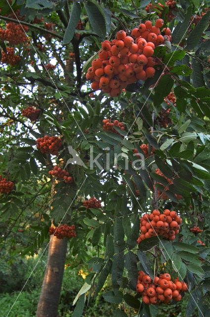 Wilde lijsterbes (Sorbus aucuparia)