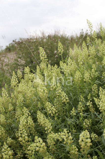 Yellow Cut-leaved Mignonette (Reseda lutea)