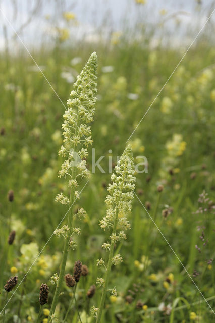Yellow Cut-leaved Mignonette (Reseda lutea)