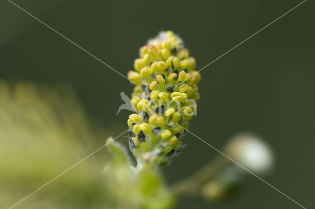 Willow (Salix)