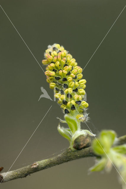 Willow (Salix)