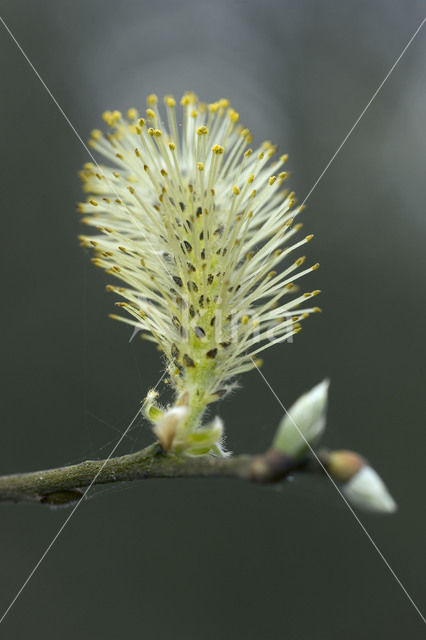 Wilg (Salix)