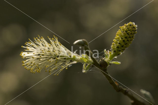 Willow (Salix)