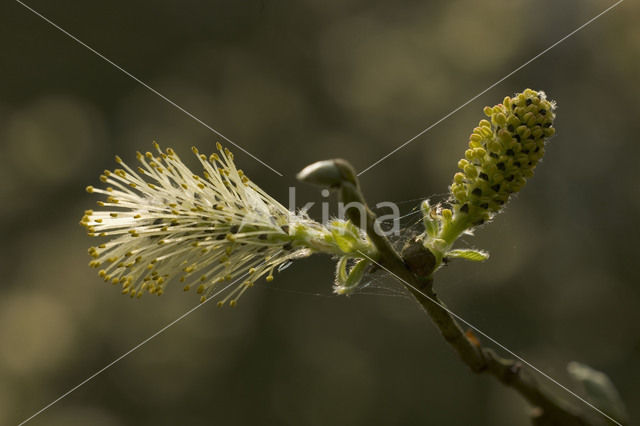 Wilg (Salix)