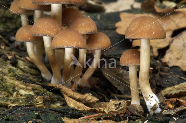 Common stump Brittlestem (Psathyrella piluliformis)