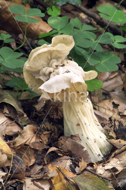 Witte kluifzwam (Helvella crispa)