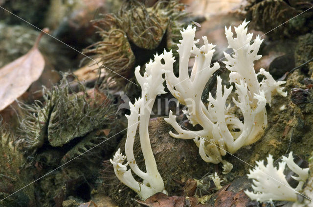 Purple Club Coral (Clavulina coralloides)