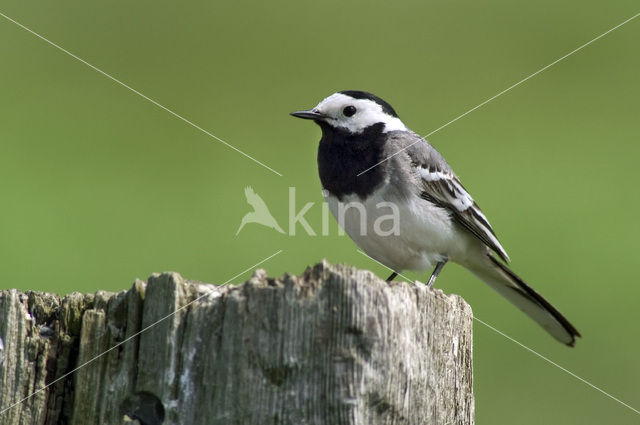 White Wagtail (Motacilla alba)