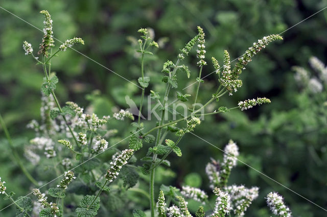 Round-leaved Mint (Mentha suaveolens)