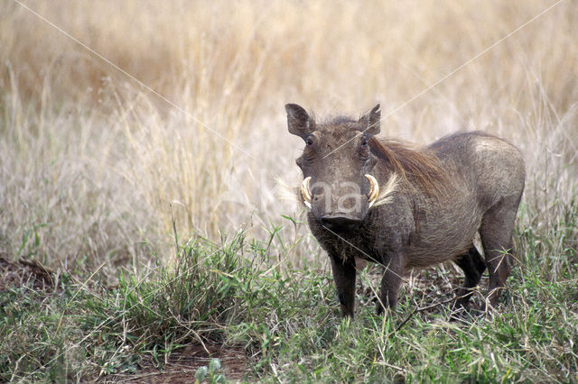 desert warthog (Phacochoerus aethiopicus)