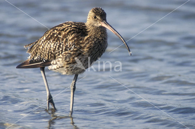 Eurasian Curlew (Numenius arquata)