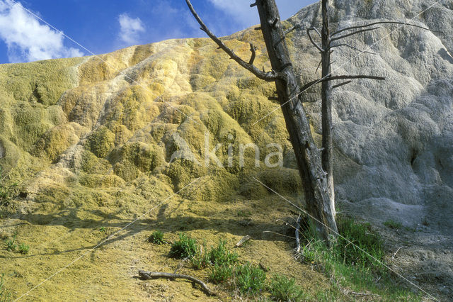 Yellowstone national park