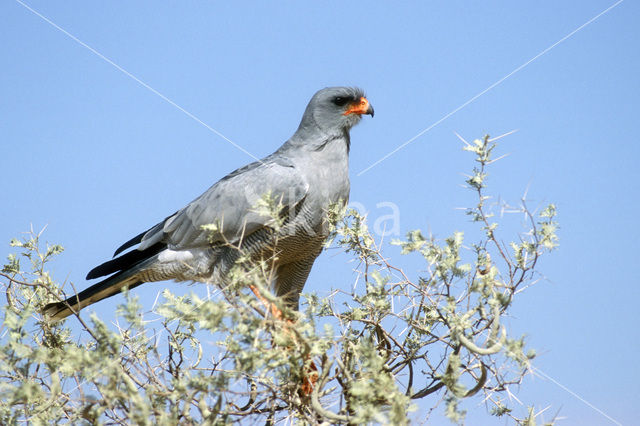 Zanghavik (Melierax canorus)