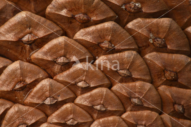 Maritime Pine (Pinus pinaster)