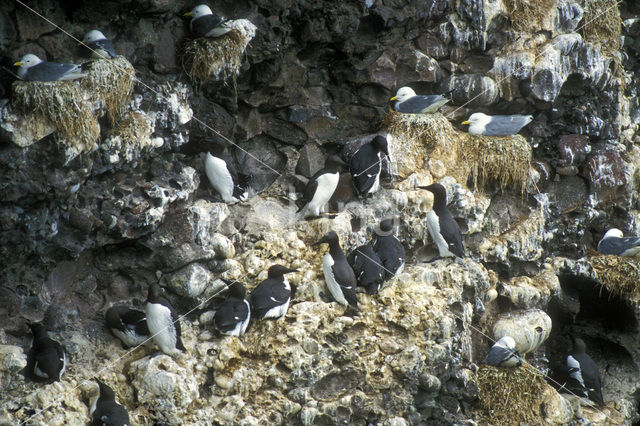 Guillemot