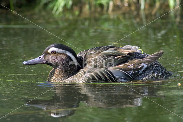 Zomertaling (Anas querquedula)