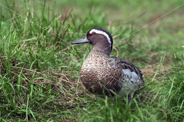 Garganey (Anas querquedula)