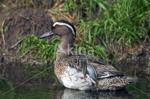 Garganey (Anas querquedula)