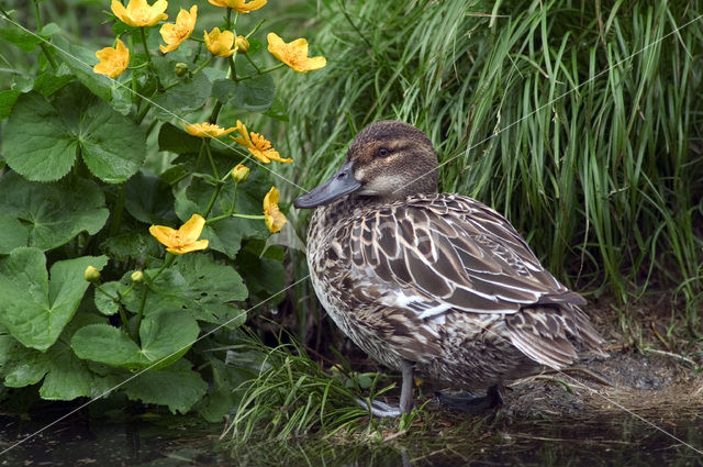 Garganey (Anas querquedula)