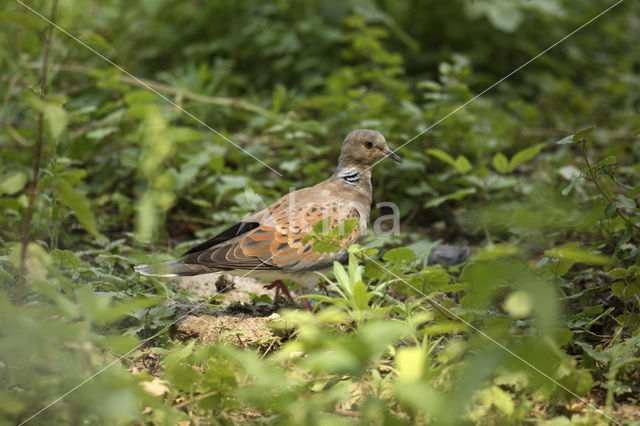 Zomertortel (Streptopelia turtur)