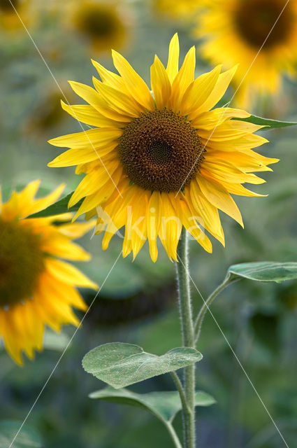 Zonnebloem (Helianthus annuus)