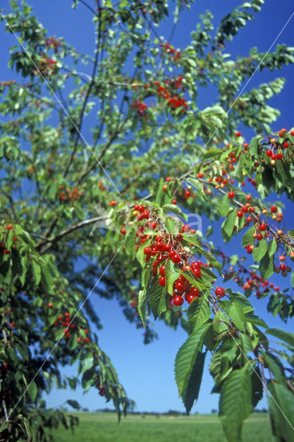 Dwarf Cherry